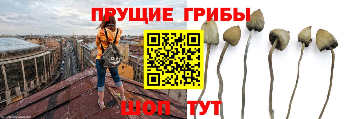 Галлюциногенные грибы мицелий  Вход с VPN  Губаха 
